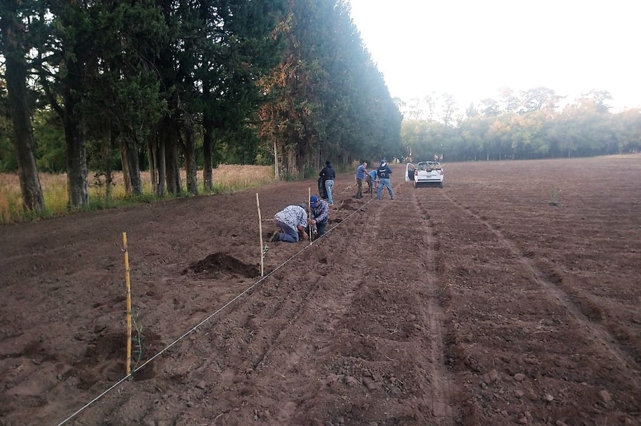 Prueban tres variedades de olivo para producción en Caleufú