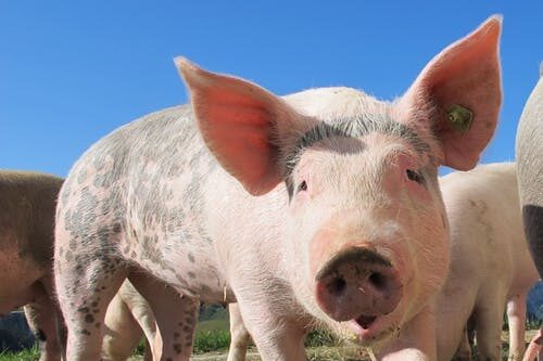 La alimentación porcina se encareció en referencia mensual y anual