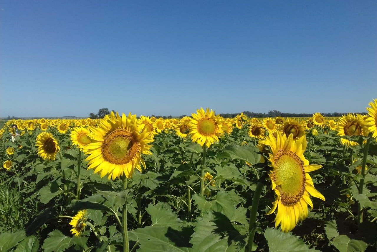 Están disponibles los resultados de los ensayos de girasol