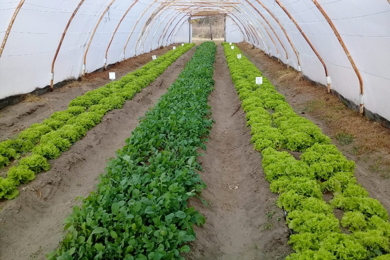 Buscan información local sobre biofertilizantes en lechuga