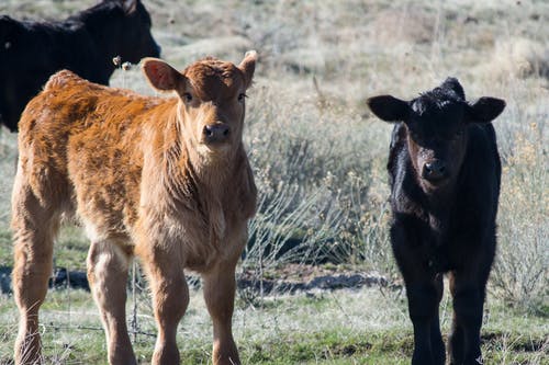 Argentina vuelve a exportar embriones bovinos “in vivo” a la UE