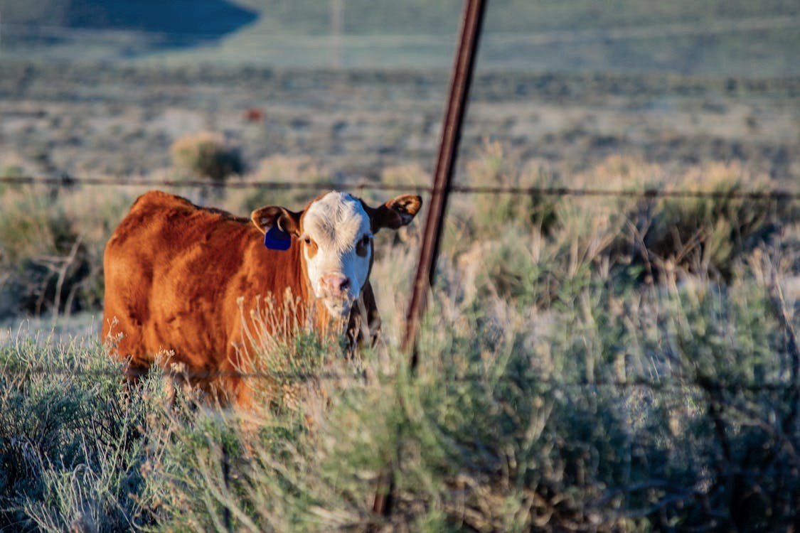 Invierten fondos para investigar sobre leucosis bovina