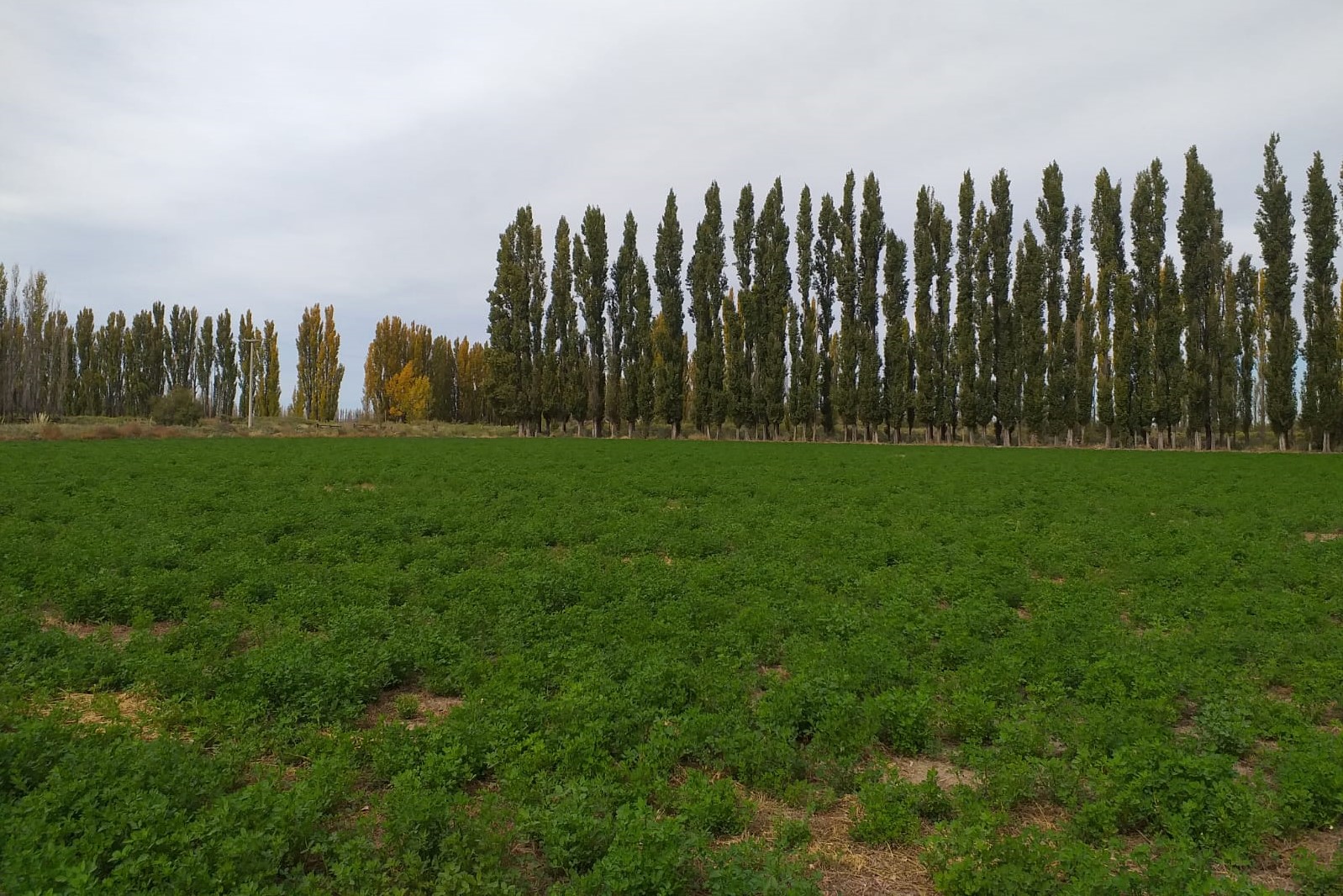 Hacer la diferencia para alfalfa en la zona bajo riego