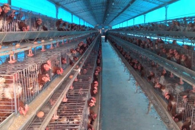 Control sanitario en producciones pampeanas de aves