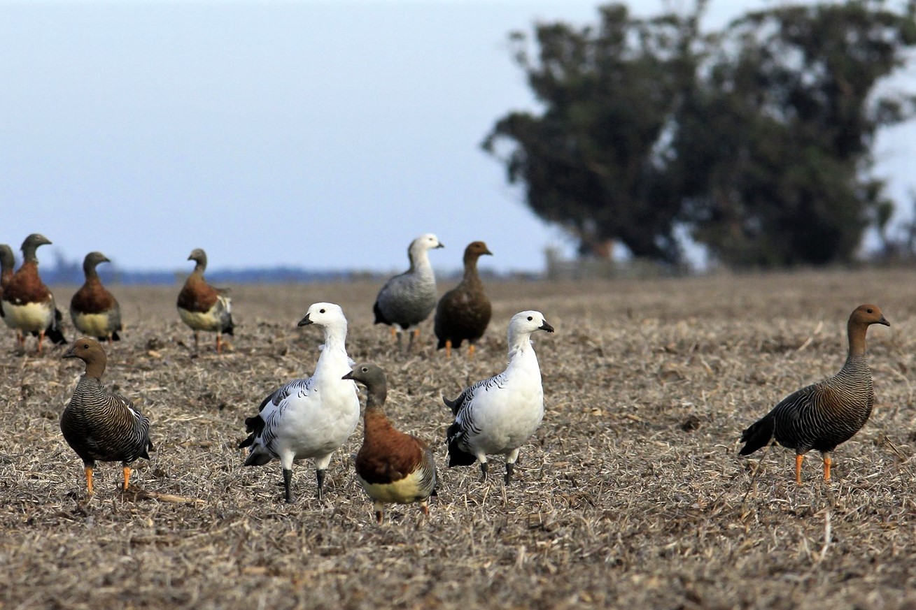 Fauna realizó monitoreo anual de cauquenes