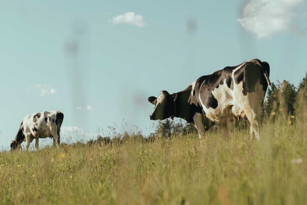 «De pasto a leche en el sudeste de La Pampa»