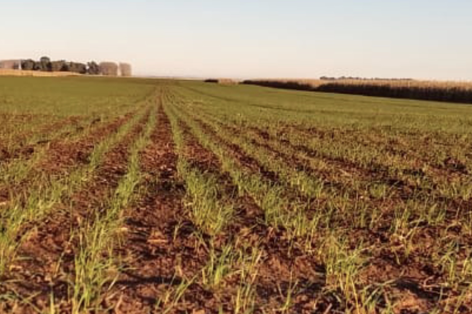 Avanza la cosecha de maíz y el trigo se desarrolla en un contexto de baja humedad