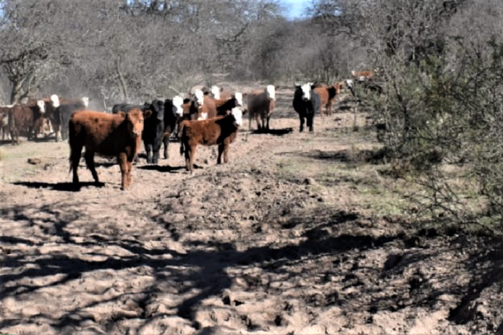 Jornada de manejo ganadero ante situación de emergencia