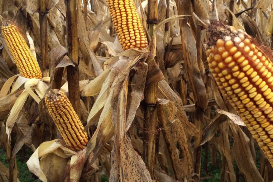 La cosecha de maíz retrasada por la humedad