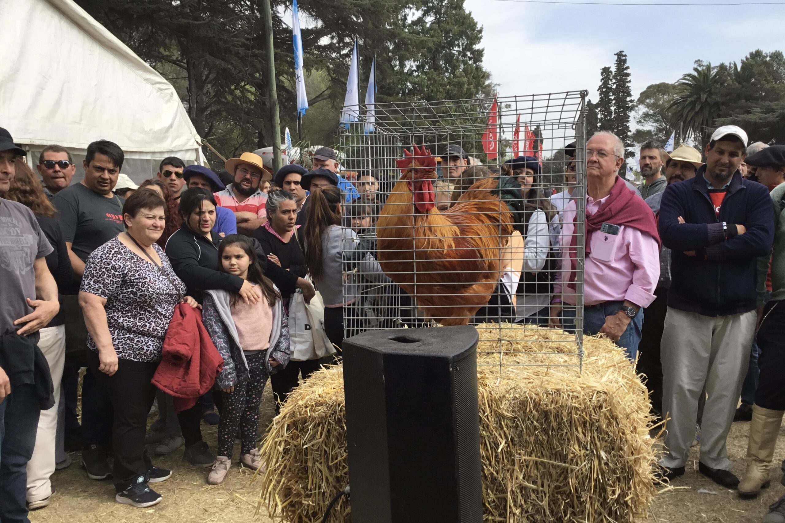 20 mil pesos fue la mayor oferta en la subasta de aves