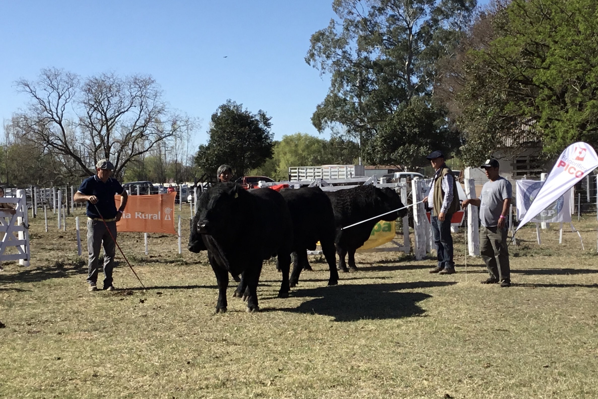 Remate: Se logró vender la mayoría de los animales