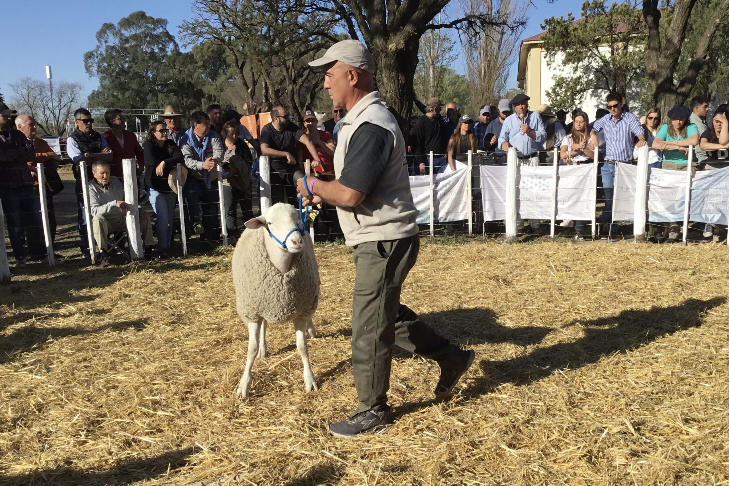 Los pampinta se destacaron entre los ovinos