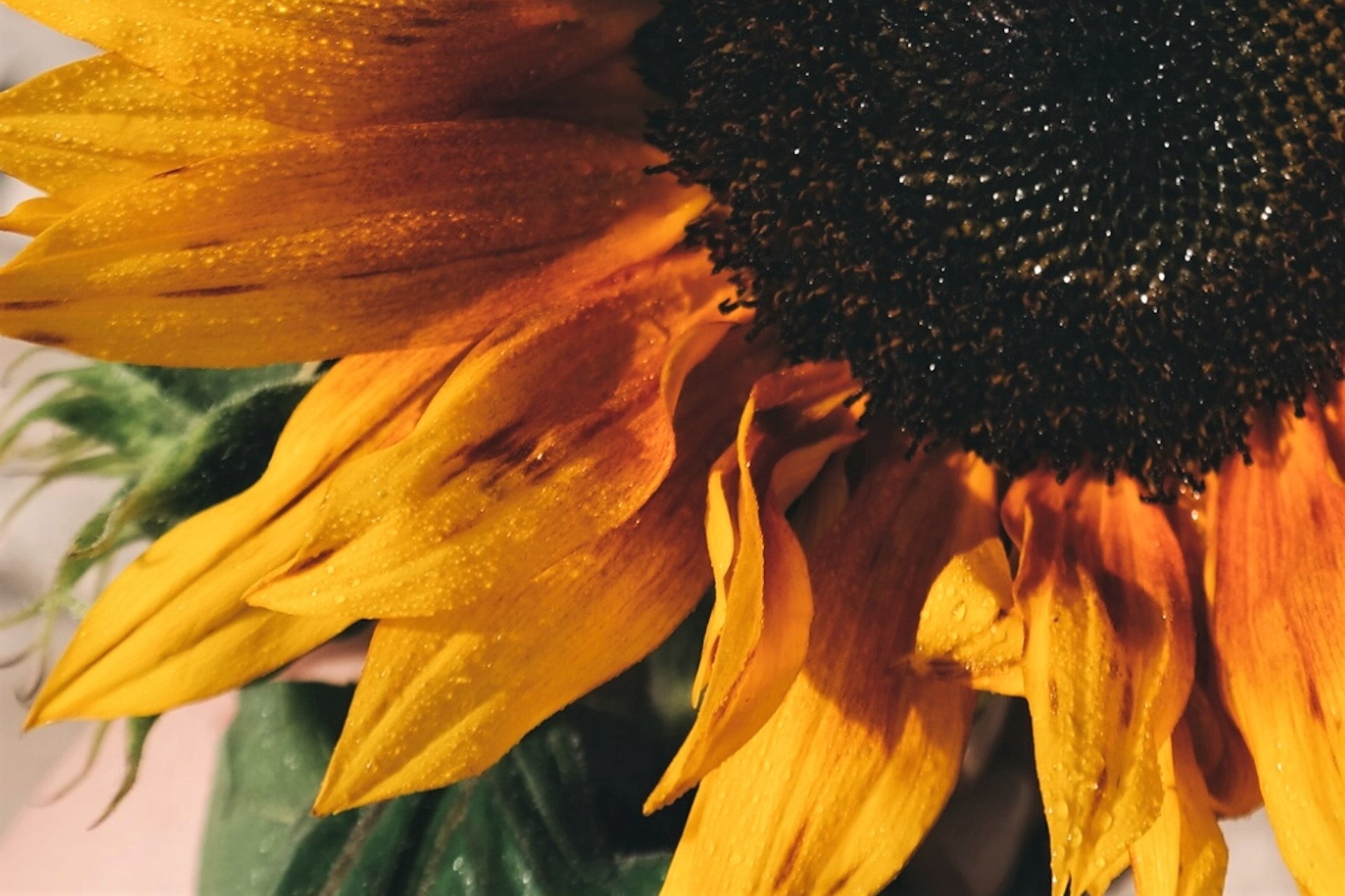 El girasol mantiene sus estimaciones