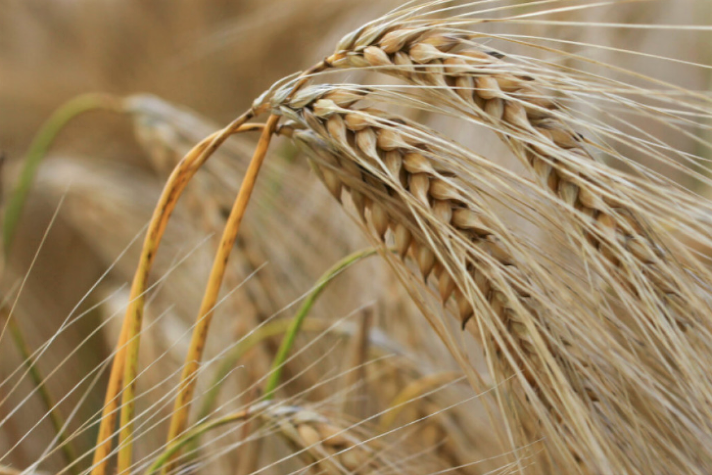 Agua, semillas y financiamiento: tres desafíos para el trigo