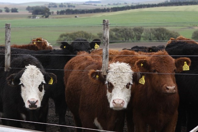 Toros, vacas y MEJ fueron las categorías con subas en agosto