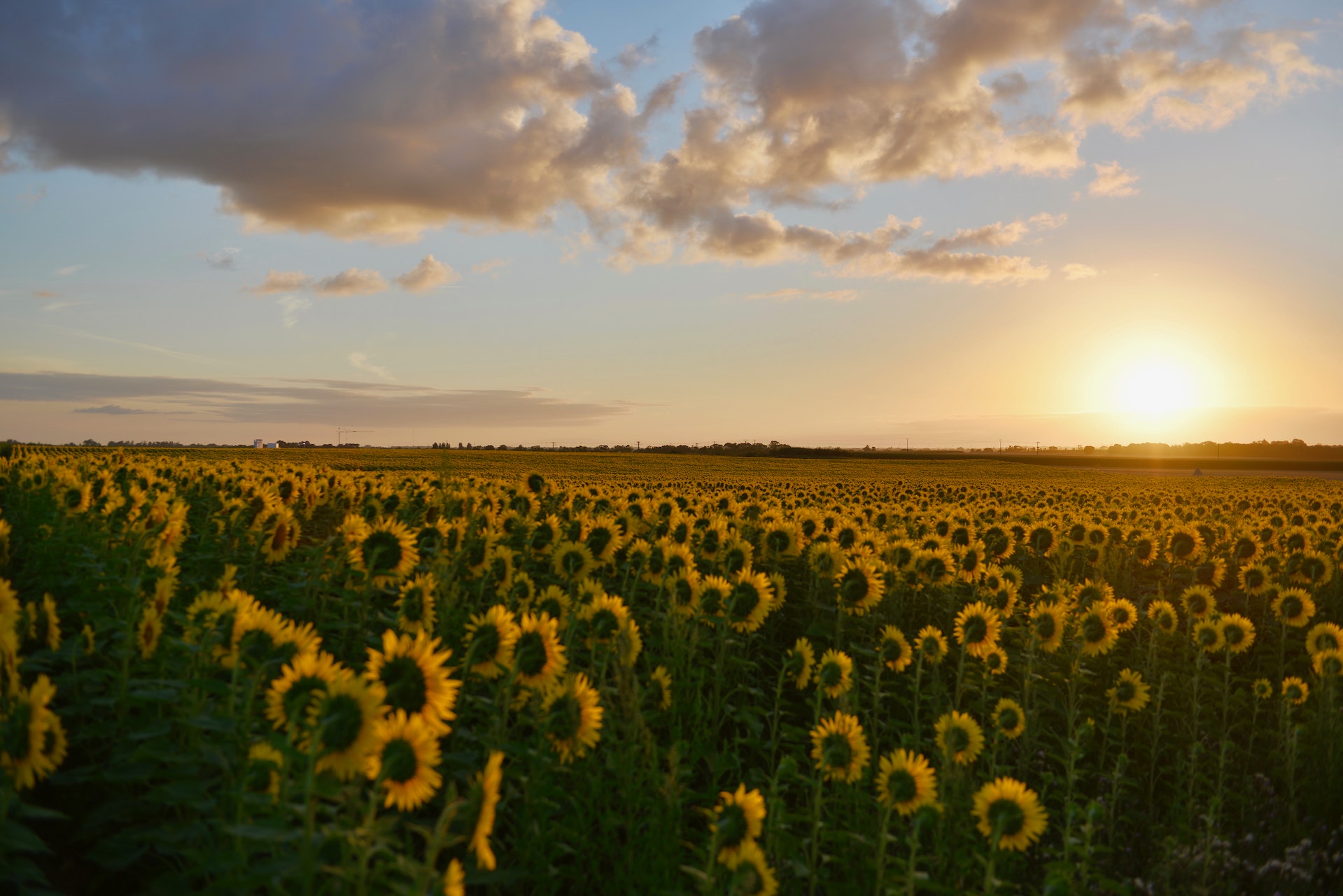 Piden «Mejorar y transparentar la comercialización de girasol»