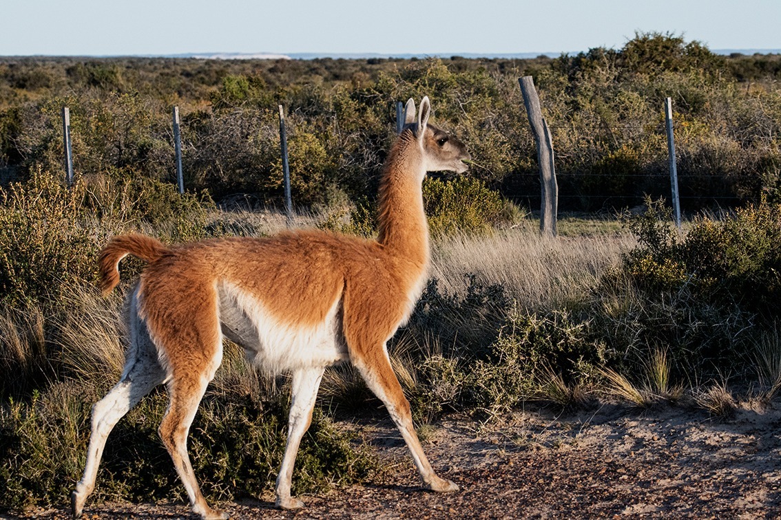 Parque Luro: Refuerzan la población de guanacos