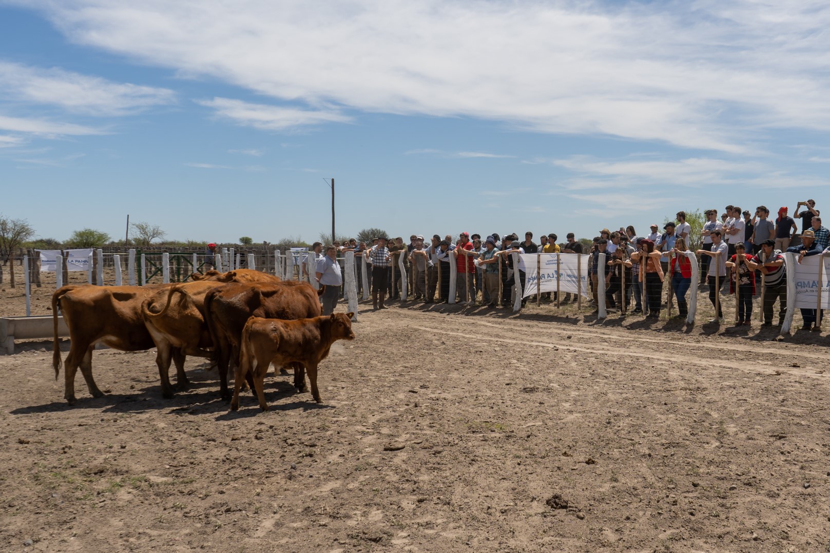 Entregaron 16 toros a productores del oeste