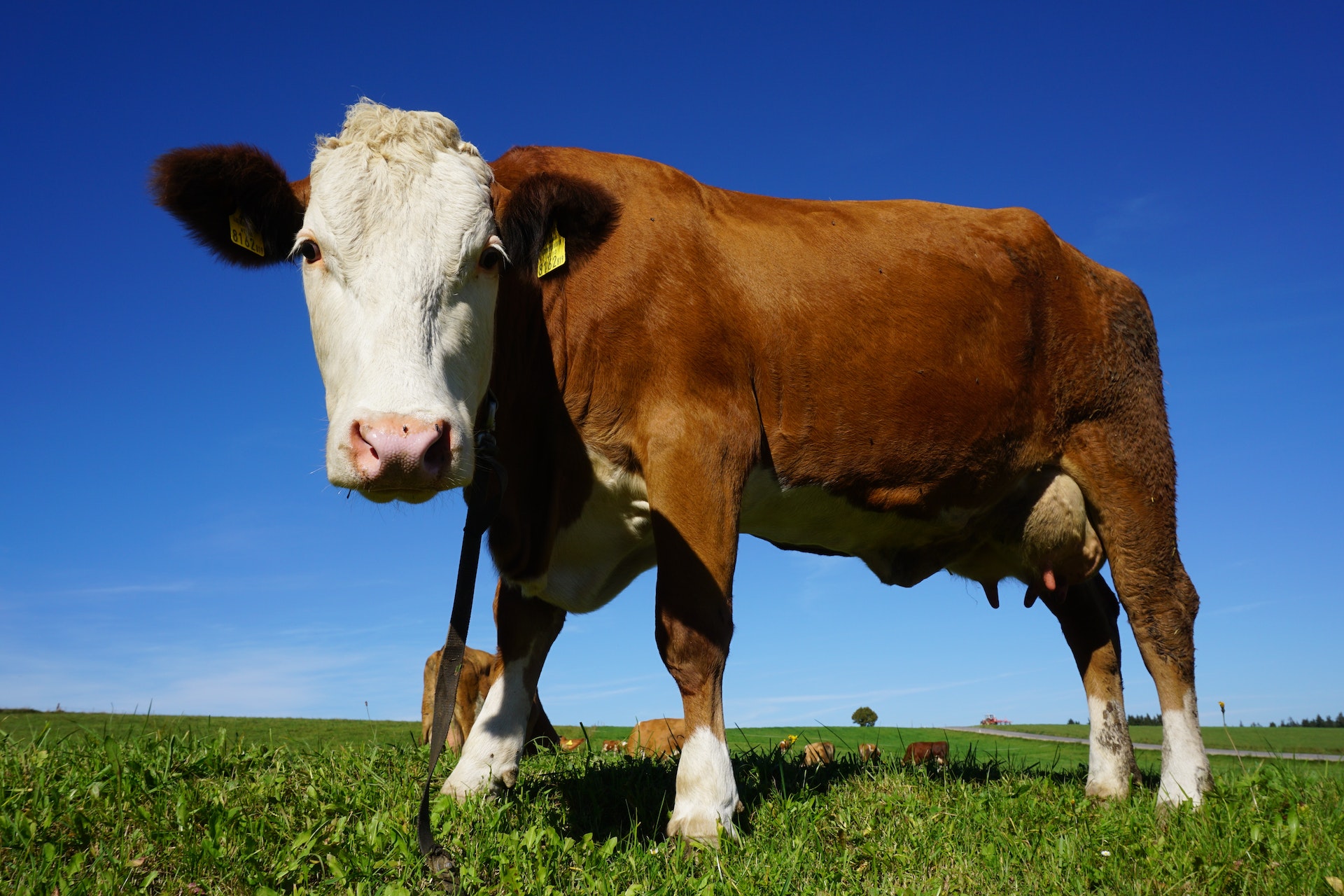 Septiembre con más vacas a faena