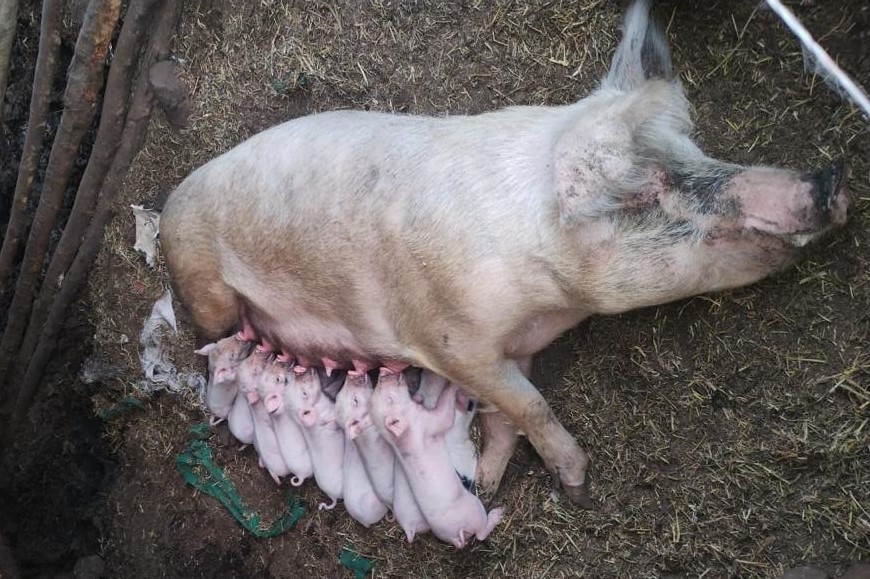 Los productores pampeanos pueden potenciar su genética porcina