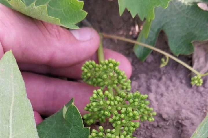 Heladas tardías: no afectaron a viñedos de Casa de Piedra