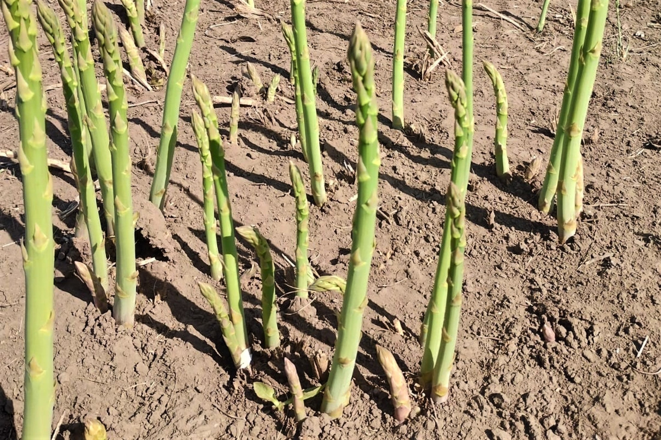 Espárragos: Testigos verdes de los biofertilizantes