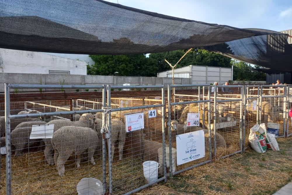 La Expo Ovina volvió a convocar en Alpachiri