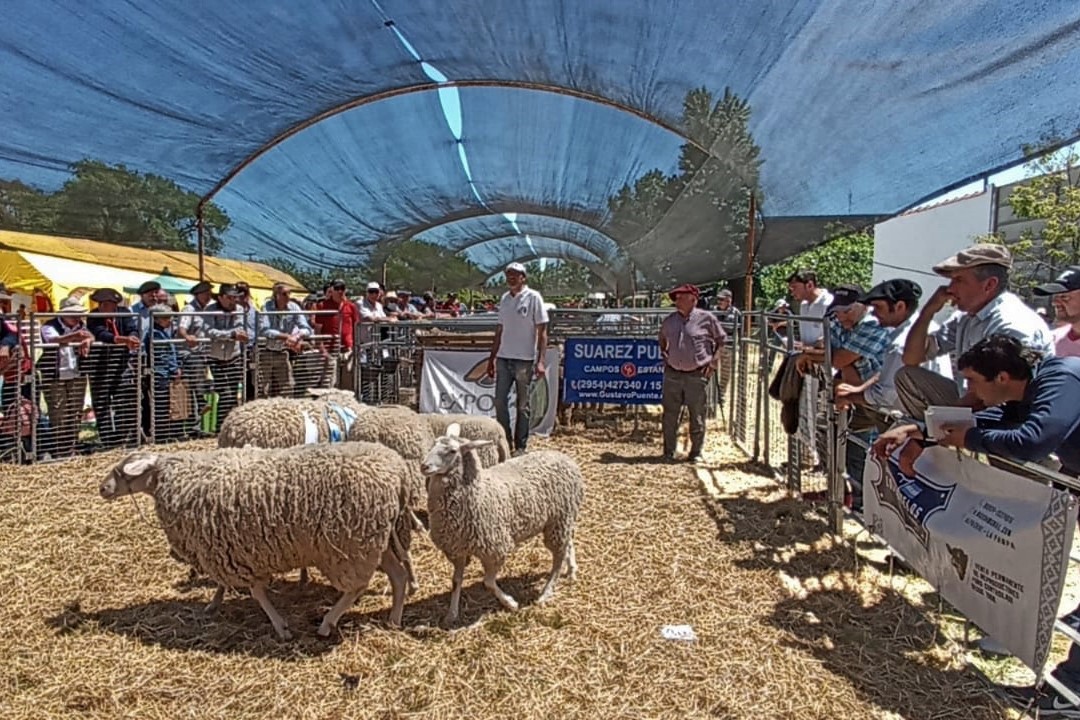 Este fin de semana los ovinos se lucen en Alpachiri