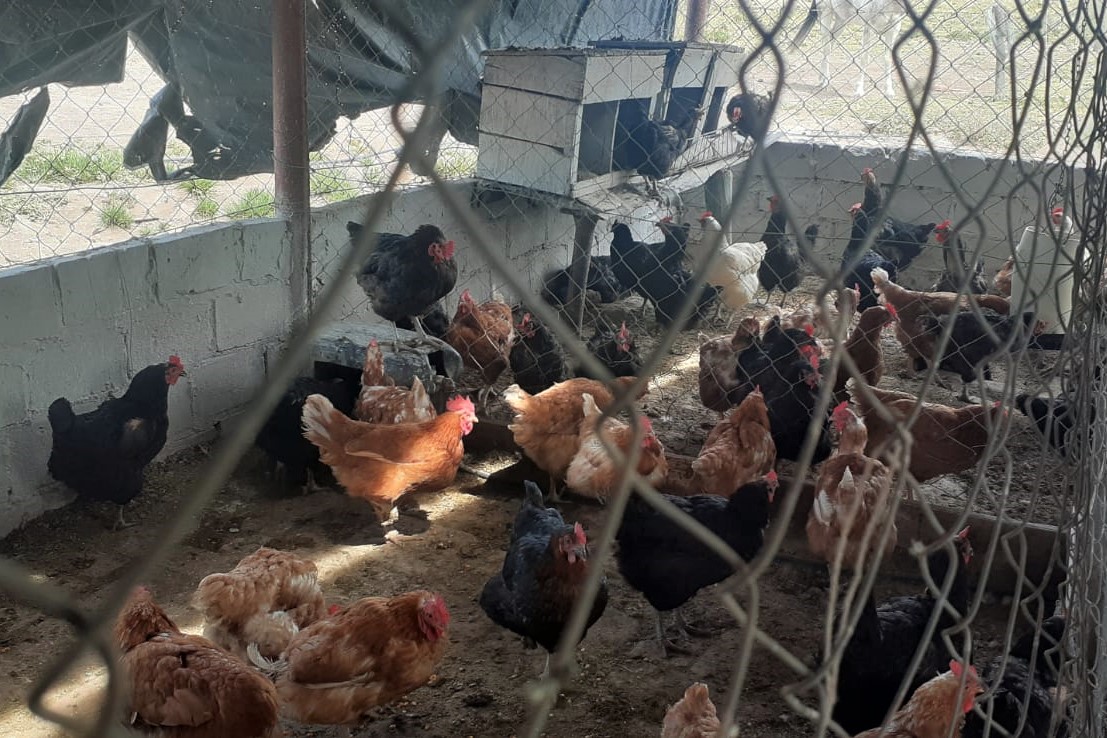 Fiscalizan producción aviar en La Adela