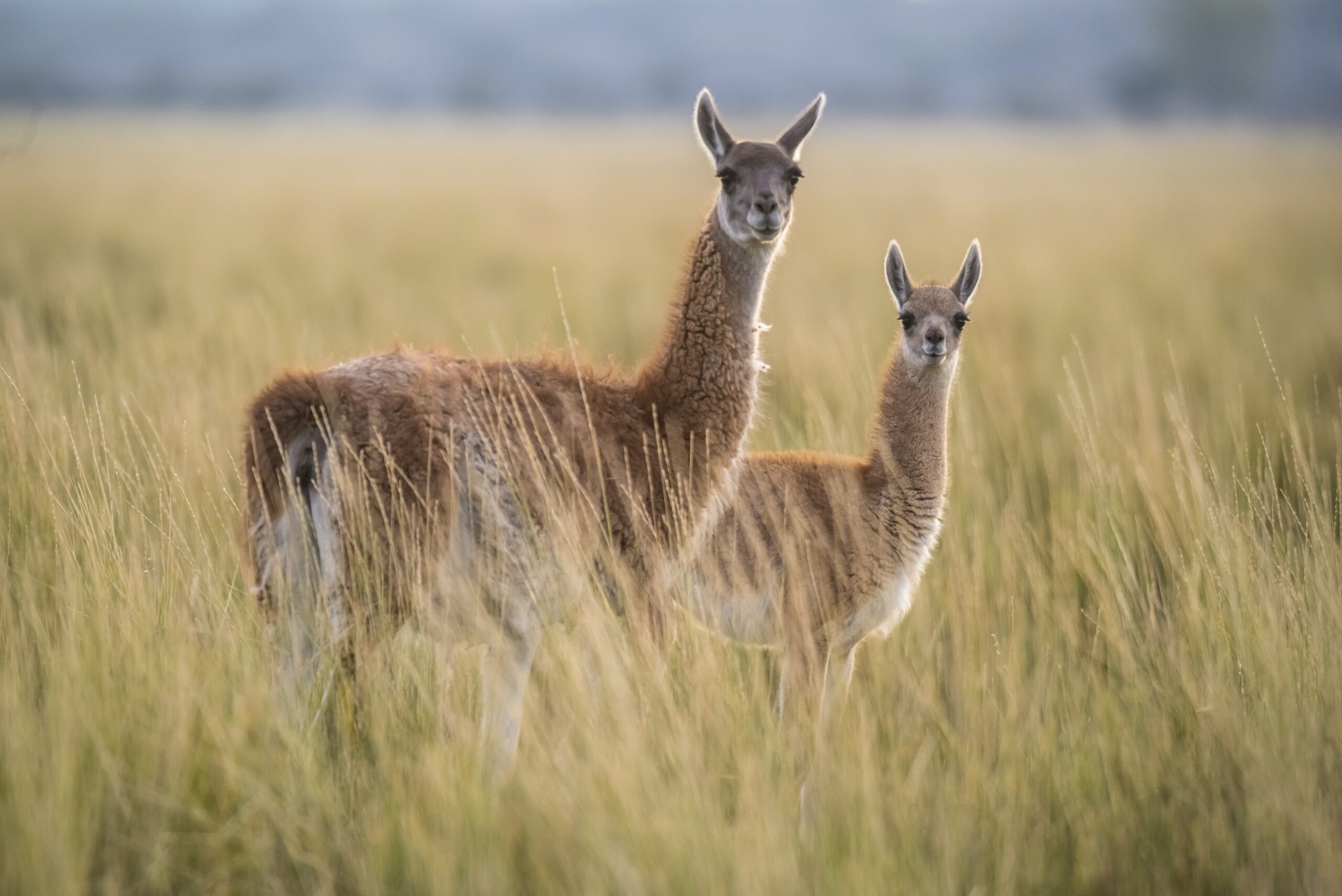 Ovinos y guanacos, entre los planes de financiamiento en la Patagonia