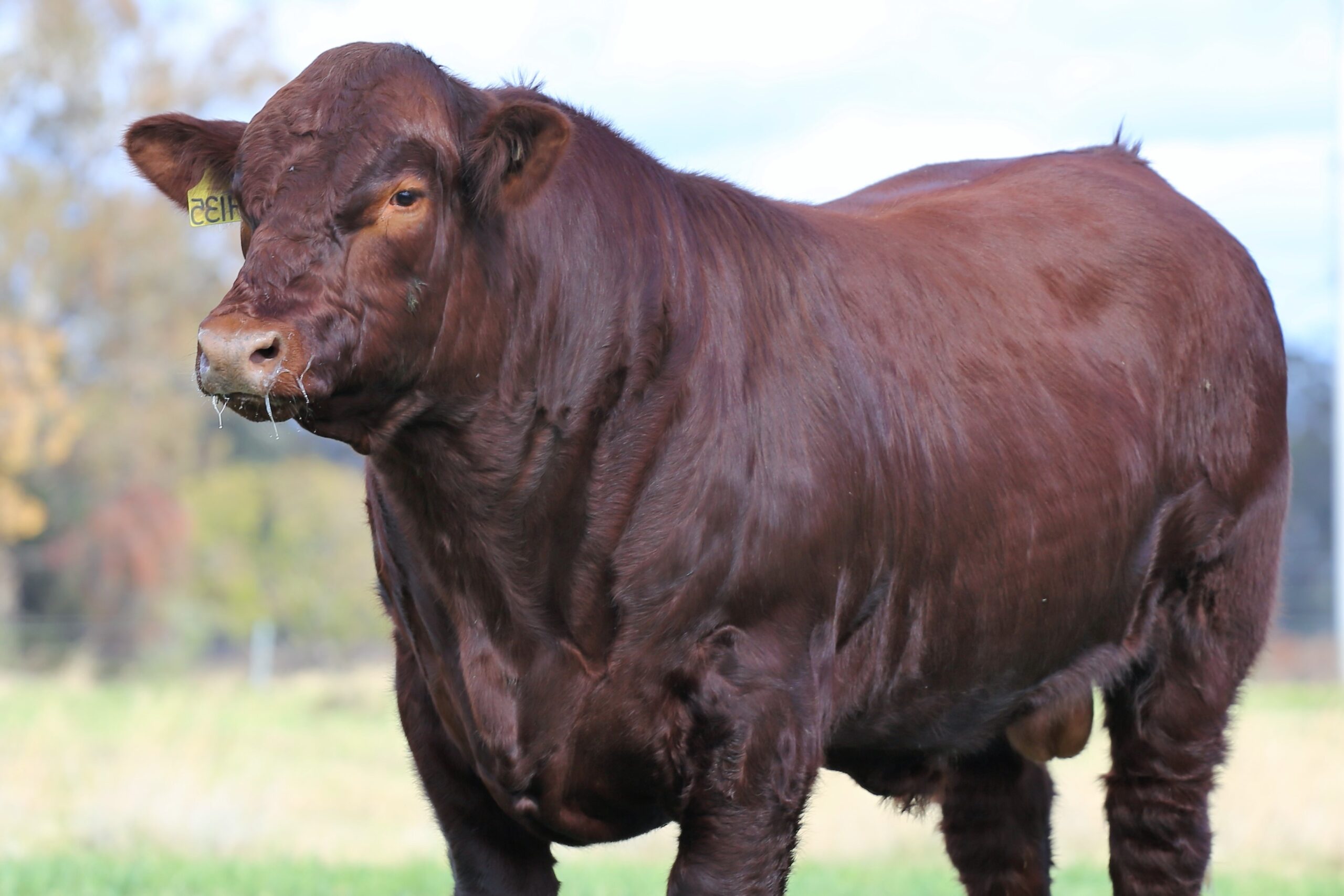 Shorthorn festeja su Bicentenario