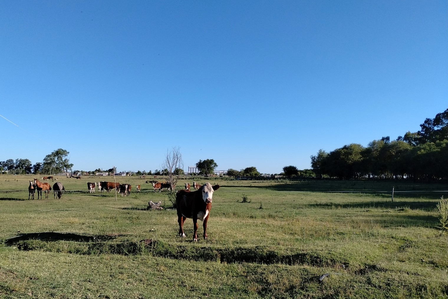 NASA: Argentina con balance positivo de carbono