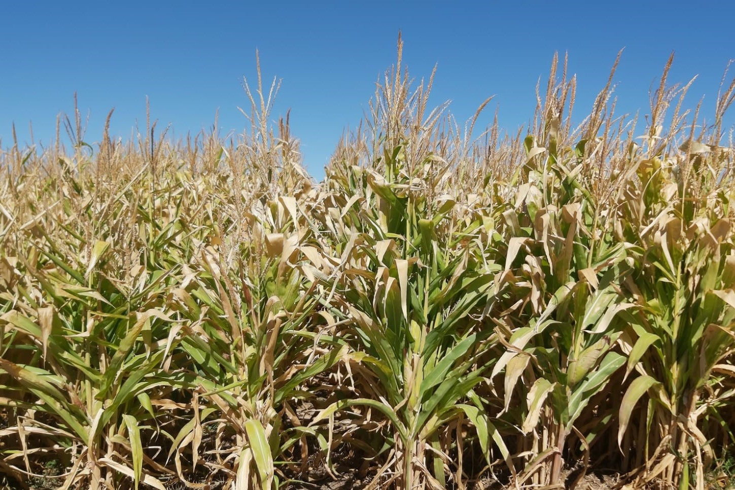 La ola de frío no afectó la producción en Casa de Piedra y 25 de Mayo