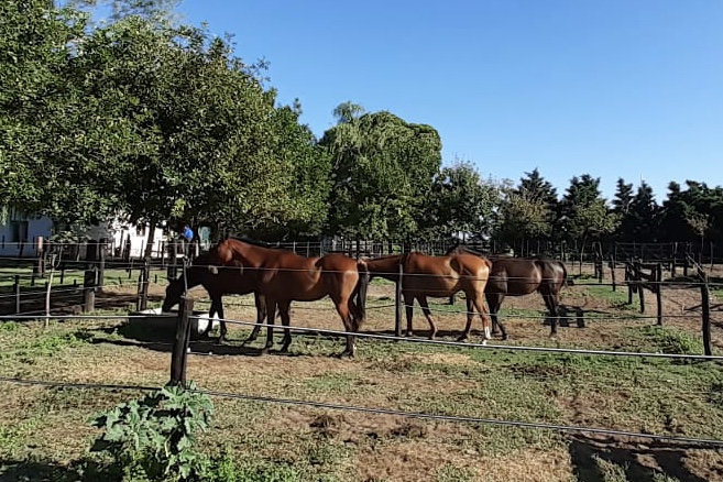 Equinos pampeanos certificados para competir en Emiratos Árabes