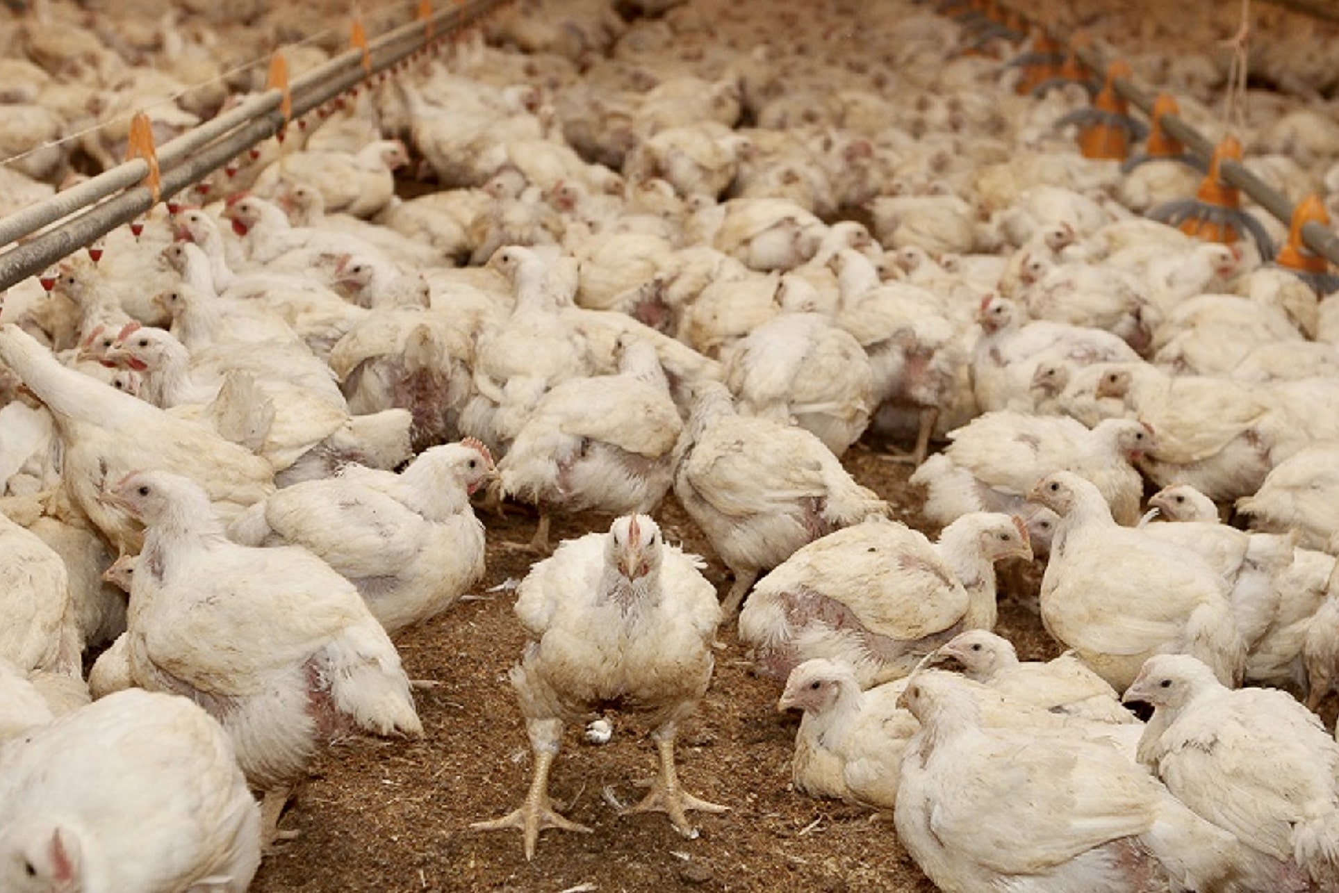 Influenza aviar: Informan nuevos casos positivos 