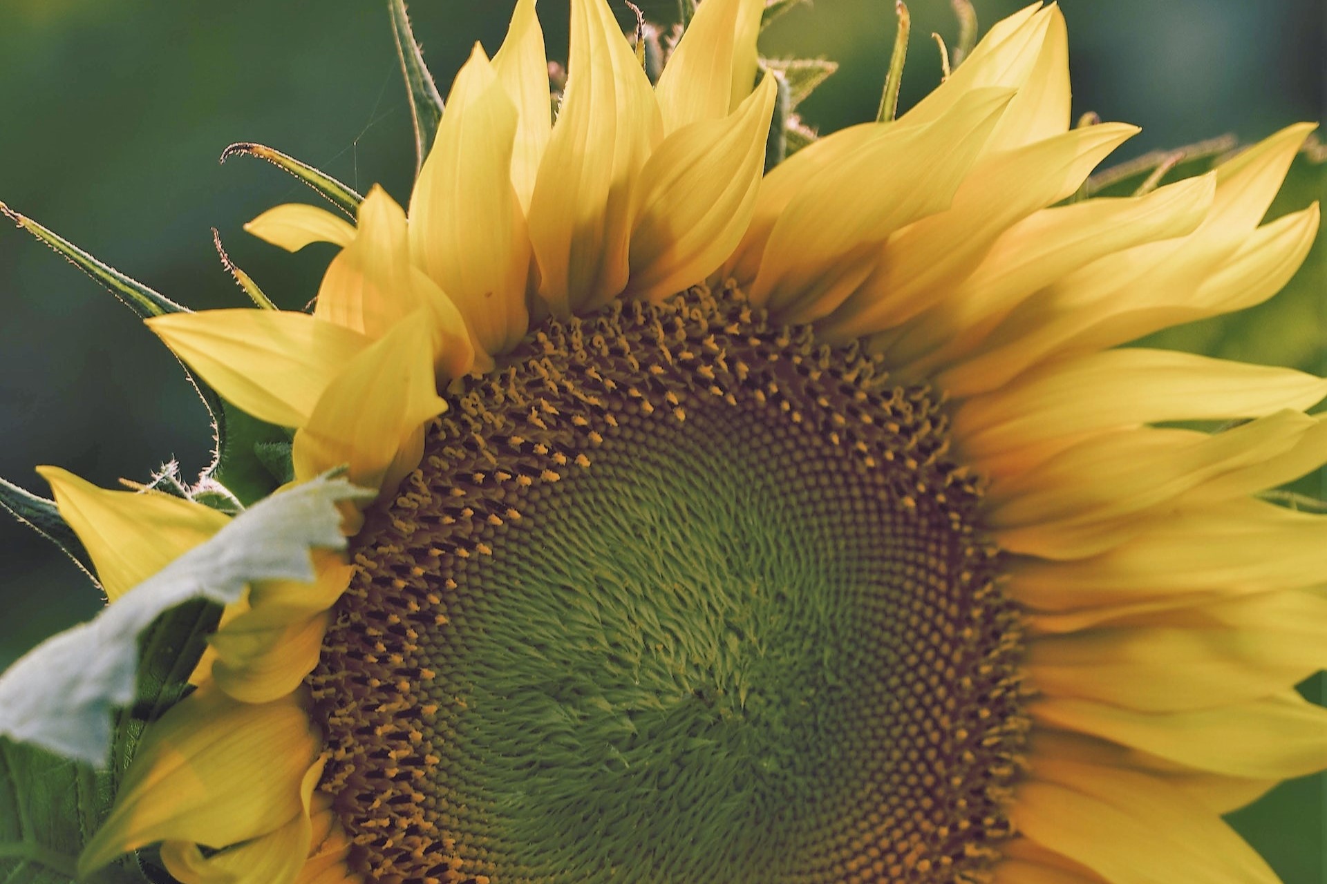 La Pampa contiene el 5% de las plantas de aceite de girasol del país