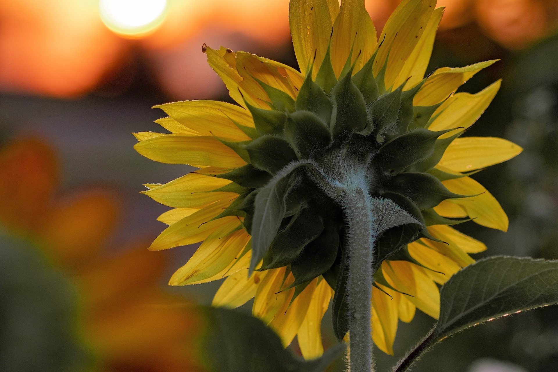 Nuevo cultivar de girasol logrado por el INTA