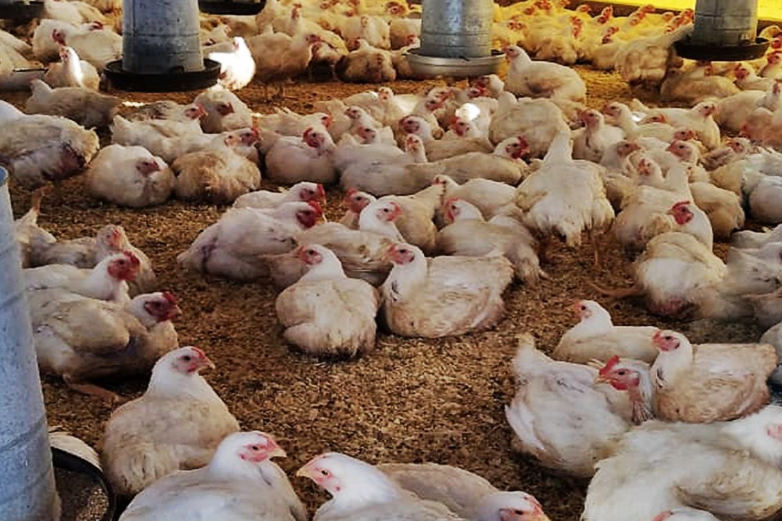 Productores de pollos parrilleros pueden acceder a beneficios – Rural al día