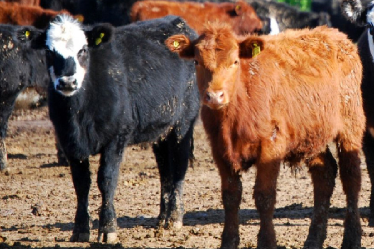 El potencial argentino de biofertilizantes cuenta con 1.7 millones de toneladas diarias de estiércol