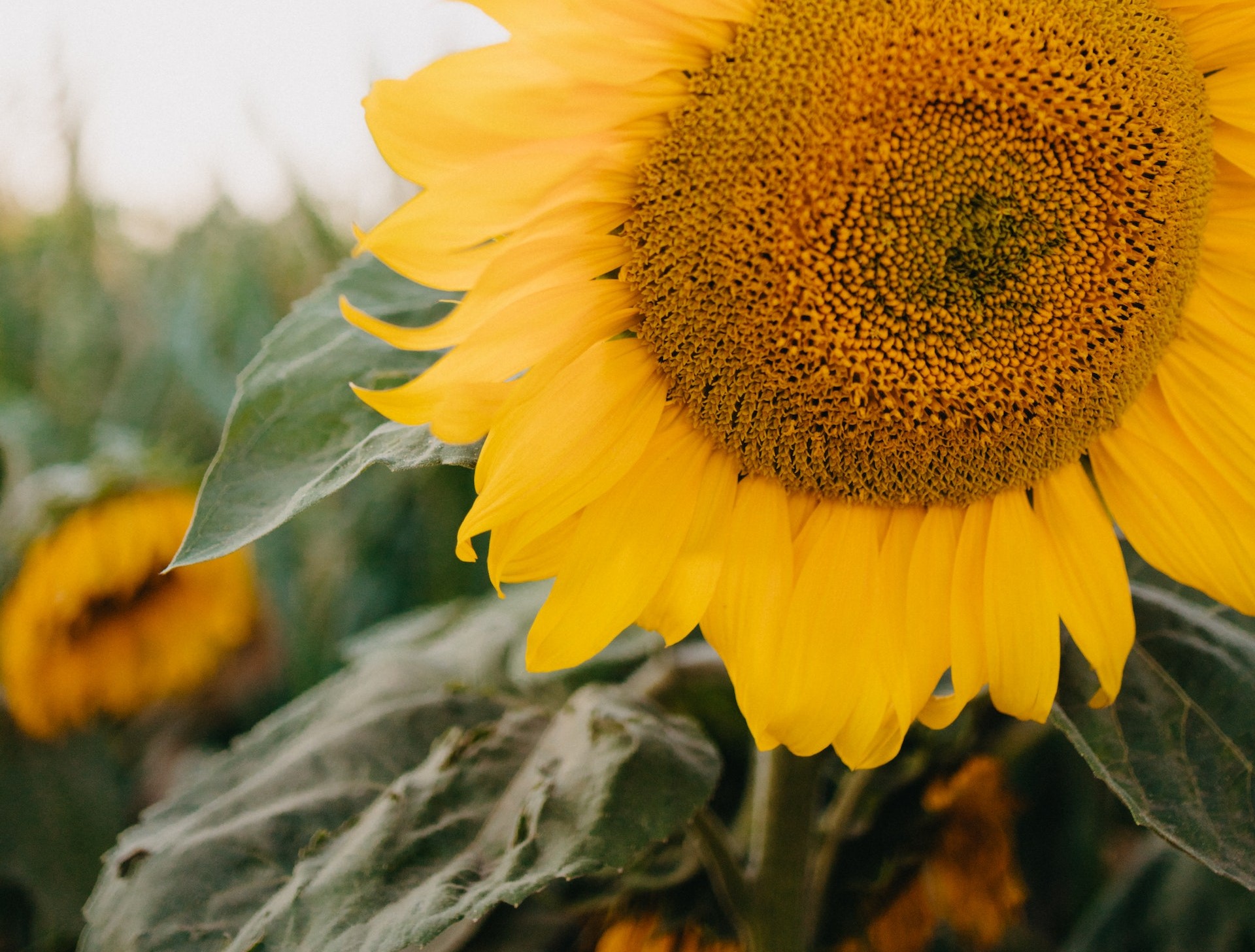 Tecnología Enlist: Cuidemos al girasol