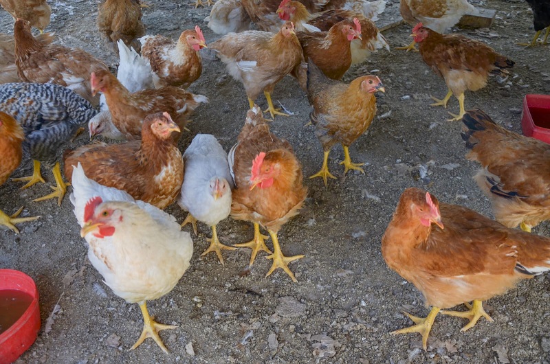 Siguen controlando y analizando muestras por influenza aviar