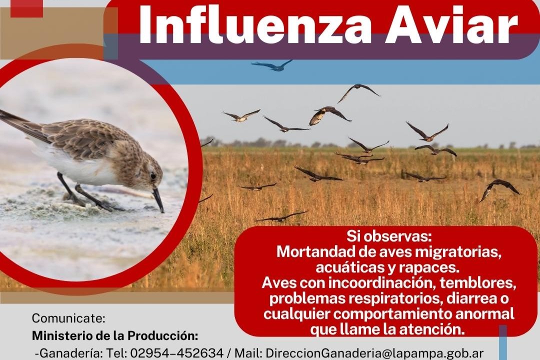 Con el primer caso local de influenza aviar se intensifican las acciones en La Pampa