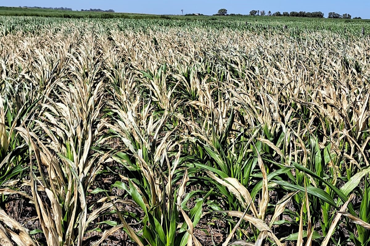 Heladas, olas de calor y el análisis del INTA sobre la situación pampeana