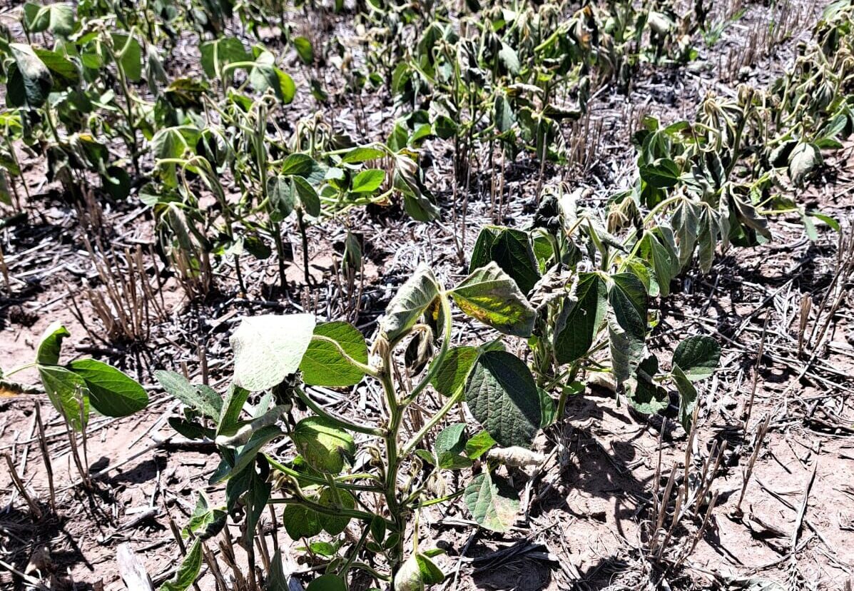 Entre malos y regulares los rindes más pronosticados de la gruesa