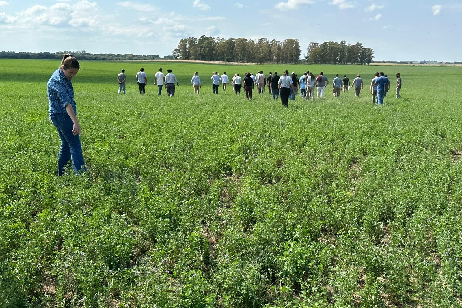 Alfalfa: Claves para la alimentación tambera