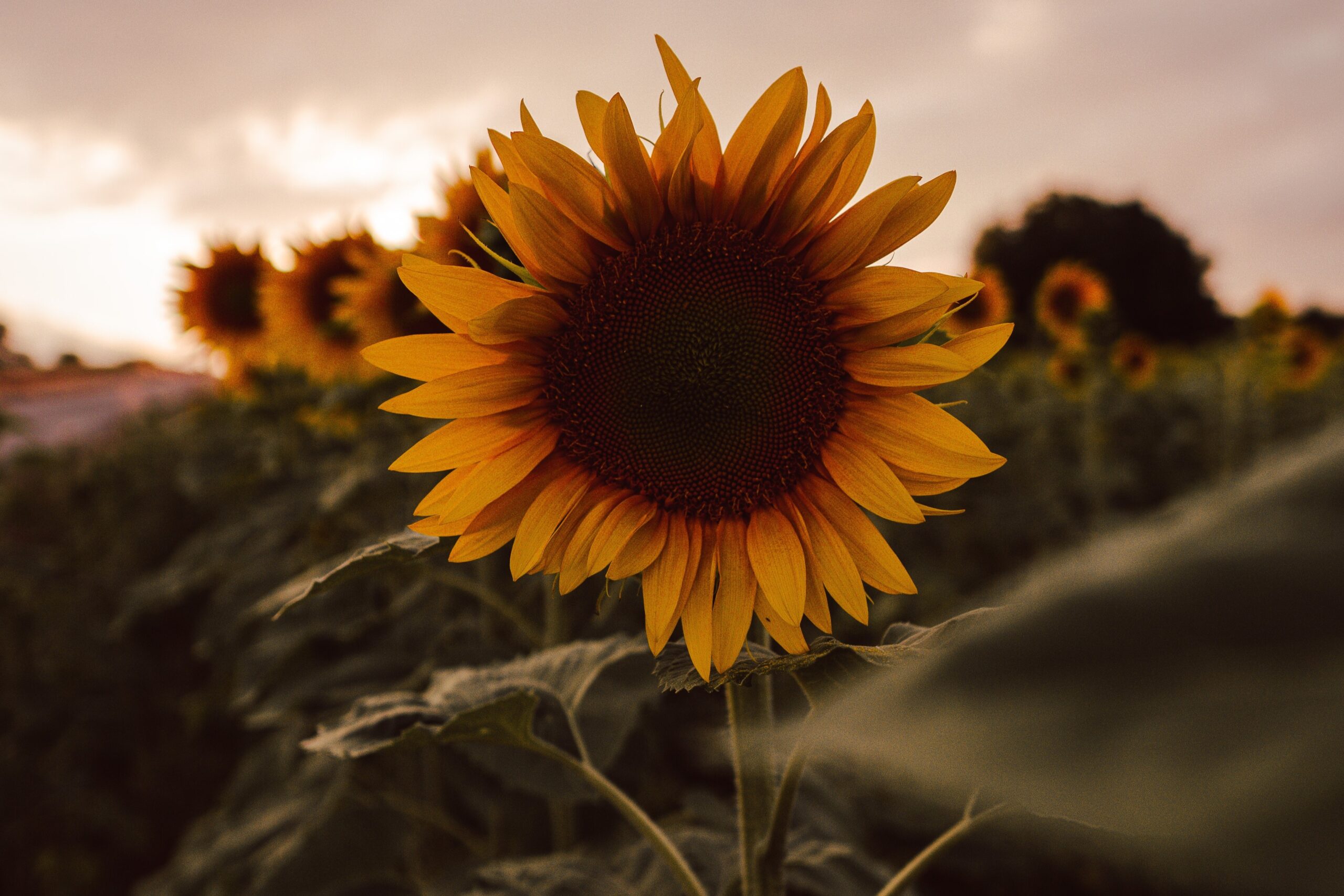 La superficie de girasol con una reducción en la zona