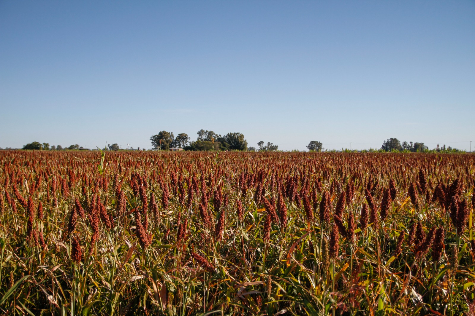 El sorgo sigue captando adeptos