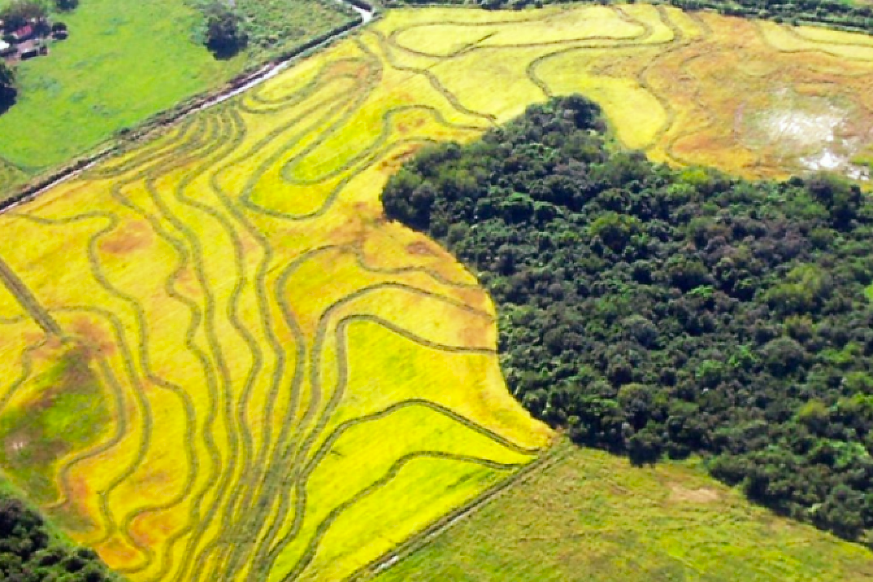 Los suelos de la ecorregión pampeana entre los de mayor reserva de carbono