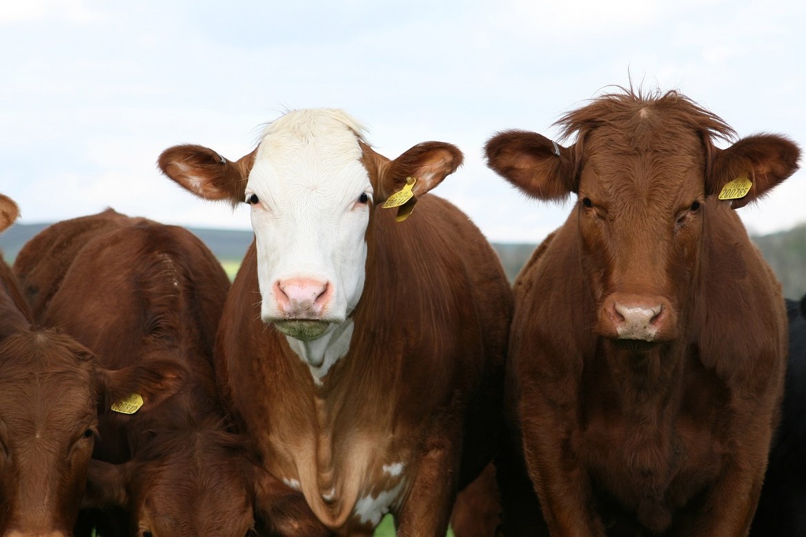 El gobierno nacional afirmó que la exportación de carne vacuna fue récord