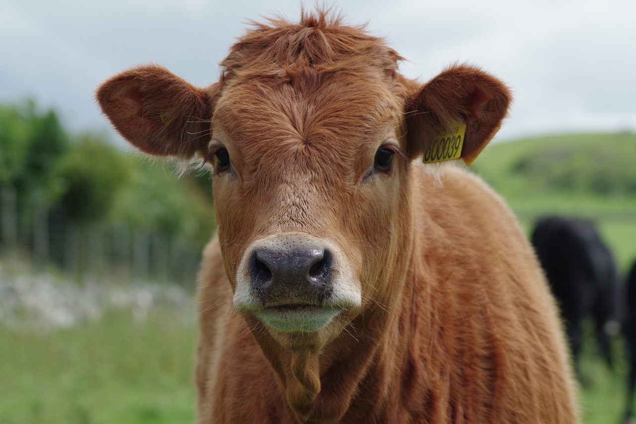 Gestionan nuevos mercados para la exportación de genética bovina